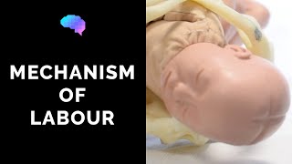 Mechanism of Labour amp Fetal Positions  OSCE Guide  UKMLA  CPSA [upl. by Ajna444]