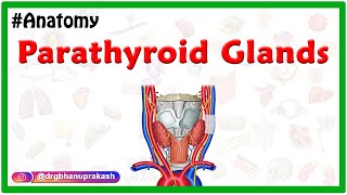 Anatomy of Thyroid and Parathyroid Glands  Dr Ahmed Farid [upl. by Ak143]