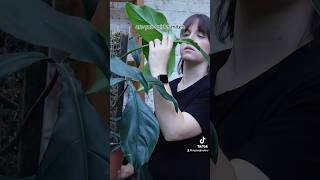 Watch full video ⬆️ plantcollection update walkthrough tour plants houseplants pest bad [upl. by Aara]