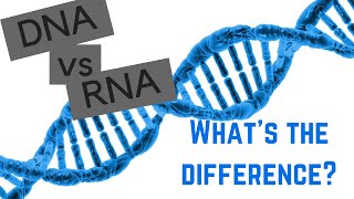 DNA vs RNA  5 Differences Between DNA and RNA [upl. by Sirronal]