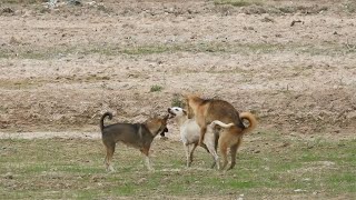 Happy meeting between Alopekis dogs and Cannan dogs on the rice field [upl. by Sapphire]