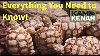 The ULTIMATE SULCATA Tortoise Care INSTRUCTIONS  Kamp Kenan S3 Episode 34 [upl. by Rexer]