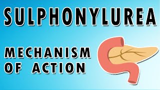 Sulfonylureas Mechanism and Side Effects [upl. by Windham]