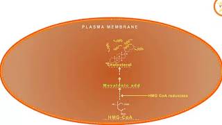 Statin drugs mechanism of action HMG CoA reductase inhibitors [upl. by Terrena625]