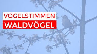 Tannenmeise Rotkehlchen und Singdrossel  Vogelstimmen im Wald [upl. by Toomin]