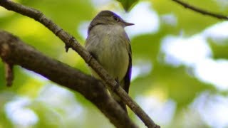 Acadian flycatcher call loud sound [upl. by Erelia]