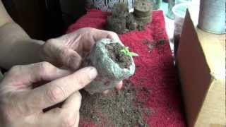 Transplanting Jiffy Peat Pots [upl. by Mat]