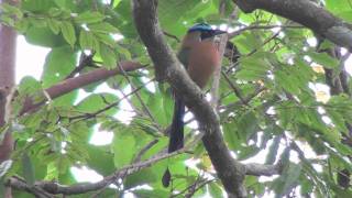 Wild Tropical Birds Bluecrowned Motmot [upl. by Drogin]