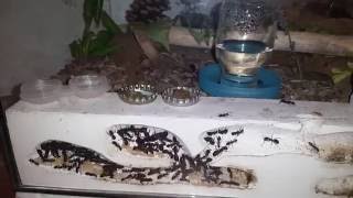 Ameisenfarm  Camponotus ligniperda 18  Die ganze Farm [upl. by Reynard]