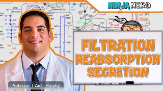 Renal  Filtration Reabsorption and Secretion Overview [upl. by Shalne]