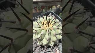 Perfección de Copiapoa 🤩 [upl. by Any]