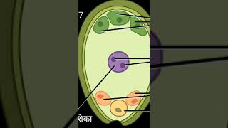 reproduction in angiosperms [upl. by Nileuqay727]