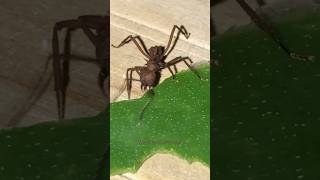 Leaf cutter ant hard at work through the night ants mexico nature insects shorts explore [upl. by Jun]