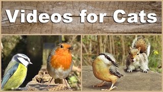 Videos for Cats to Watch  The Ultimate Birds and Squirrels Video  2 HOURS [upl. by Sinclare]