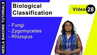 Biological Classification  NEET  Fungi  Zygomycetes Rhizopus  Neela Bakore Tutorials [upl. by Asiret705]