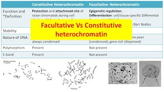 Constitutive Vs Facultative heterochromatin [upl. by Ellinej638]