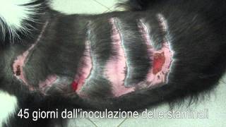 Caso di cane ustionato  Cellule staminali del sangue [upl. by Llehsyar203]