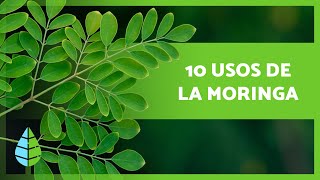 10 BENEFICIOS de la MORINGA que no CONOCÍAS 🌿 [upl. by Fairley660]