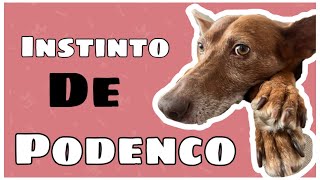 🔵EL INSTINTO del PODENCO 🦊Entenderlo y aceptarloPodencos [upl. by Udale]