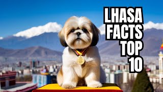 Lhasa Apso  Top 10 Facts [upl. by Ern396]