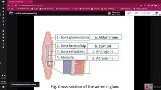 Adrenocortical and Cortisol hormone Physio by Lok raj sir [upl. by Yemane285]