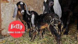 Bettys labor  kidding season 2024  Mini Nubian goat birth [upl. by Ardena]