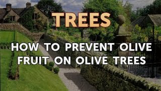 How to Prevent Olive Fruit on Olive Trees [upl. by Ernest316]