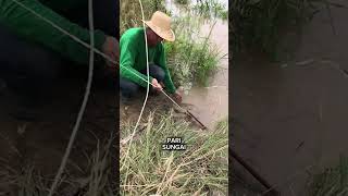 Pari Air Tawar mancing mancingliar sungai ikan bawal ikanpatin gurame ikanmas pari toman [upl. by Aniram474]