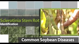 Identifying Sclerotinia Stem Rot in Soybean [upl. by Shaia]