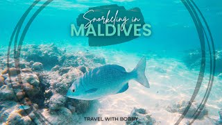 Snorkeling in Maldives 🇲🇻  Vibrant Marine Life Adventure [upl. by Atilahs211]