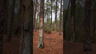 Pinus pinaster  Maritime Pine Resin production nature hiking relax [upl. by Kumar]