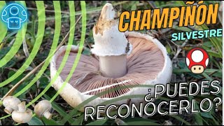 ¿Cómo identificar los Champiñones Silvestres  Agaricus campestris  Champiñón [upl. by Ganiats]