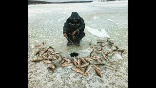 Вечерний клев окуня Первый лед [upl. by Chew]