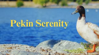 Pekin Serenity  Short Film [upl. by Ziagos]