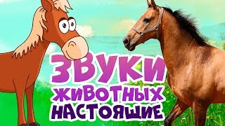 ЗВУКИ ЖИВОТНЫХ для самых маленьких  развивающие мультики для детей  как говорят животные [upl. by Aeslahc275]