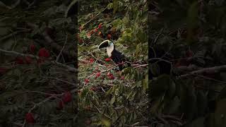 An impressive scene of a beautiful Whitethroated Toucan feeding ❤️ [upl. by Renckens741]