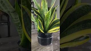 🌿 How To Propagate a Sanseveria “Snake Plant” 🌿 shorts monstrofarm [upl. by Scrivenor449]