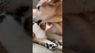 This Pup Is In Love With His Blind Foster Kittens  The Dodo [upl. by Fryd]