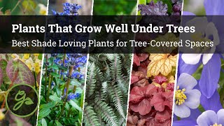 Plants That Grow Well Under Trees  8 Best Shade Loving Plants for TreeCovered Spaces [upl. by Atlas]