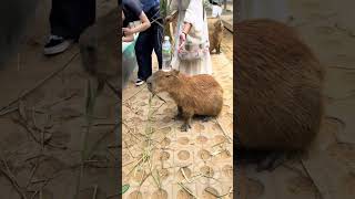 Someone puts a water bottle on a chill capybaras head cute capybara [upl. by Yahska335]