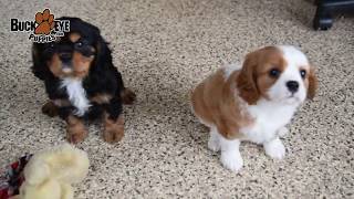 Cavalier King Charles Spaniel Puppies [upl. by Doownyl]