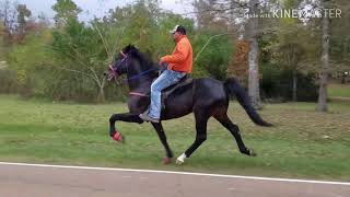 The Fastest Speed Racking Horse In Mississippi Bring Out The Big Gunz [upl. by Hevak]