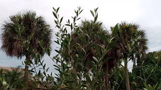 A Florida Table Olive Tree [upl. by Euhc]