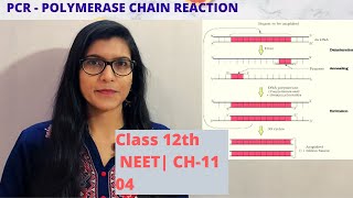 Ch11 Biotech  PCR  Polymerase Chain Reaction Class 12th  NEET  AIIMS [upl. by Faires]