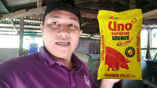 PIGGERY BUSINESS  BABOYAN ADVENTURE PART 11  Uno Feeds Ilan ang kilo dapat sa 2 months old [upl. by Lebna]