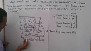 Cruces Dihibrìdos  Leyes de Mendel  explicacion y ejemplo 2 [upl. by Florry]