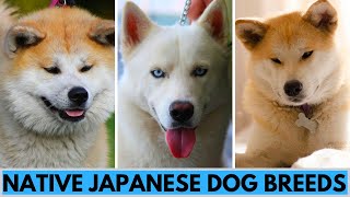 6 Native Japanese Dog Breeds [upl. by Auqenahc]