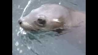 Shark Attack at Farallones predation on seal [upl. by Eikceb]