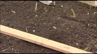 How To Plant Shallots [upl. by Fin]