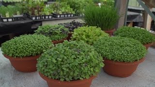 How To Grow Microgreens And The Benefits Of Wheatgrass [upl. by Oys894]